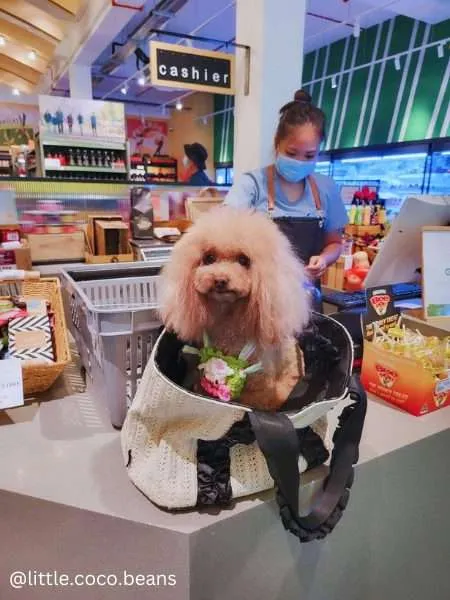 10 Dog Friendly Shopping Malls in Singapore