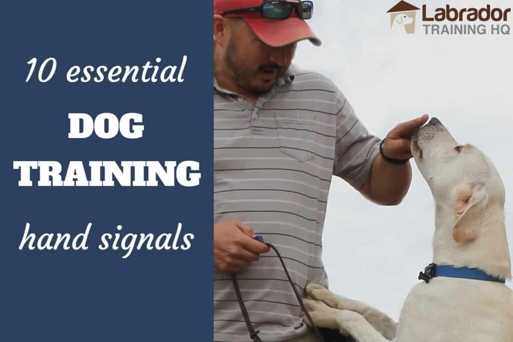 10 Essential Dog Training Techniques