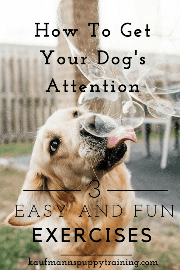 5 Simple Tips to Make Your Dog Pay Attention