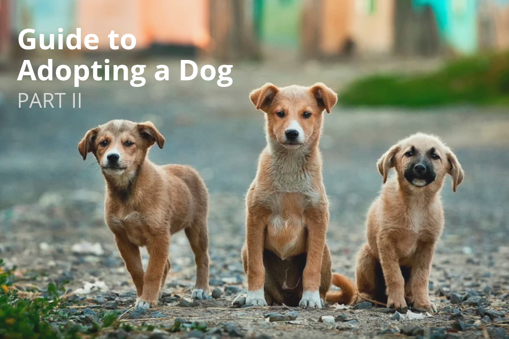 A Comprehensive Guide to Adopting a Dog in Singapore