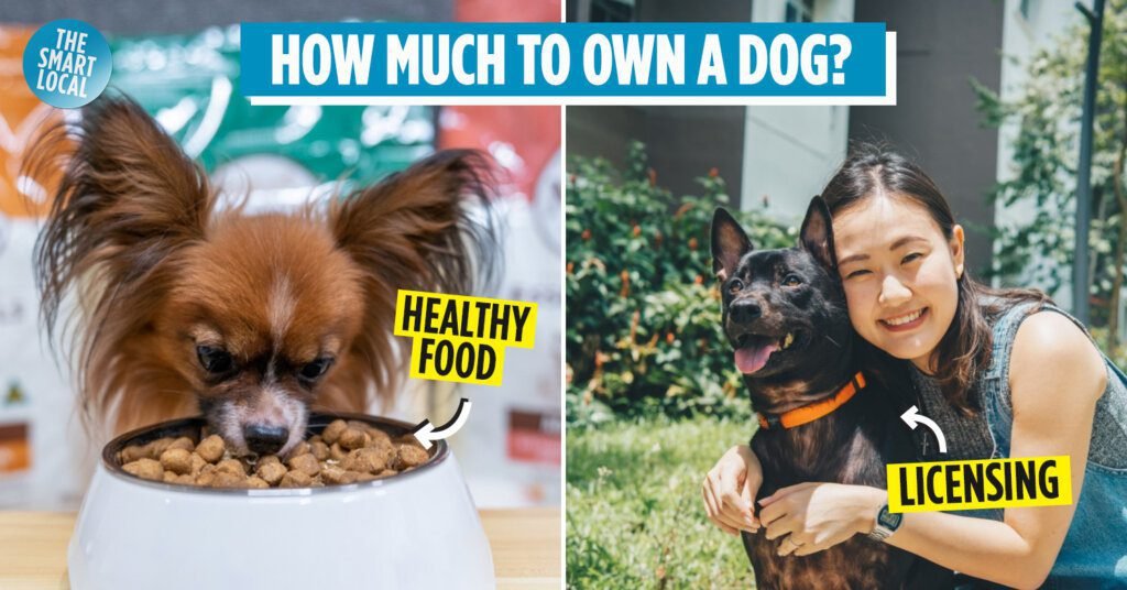 A Guide on Buying a Dog in Singapore