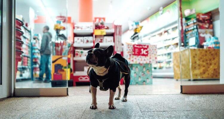 A Guide to Finding the Best Online Pet Store in Singapore