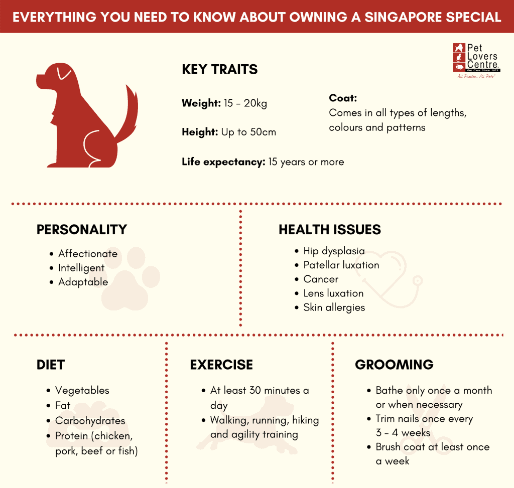 A Guide to Registering Your Dog in Singapore