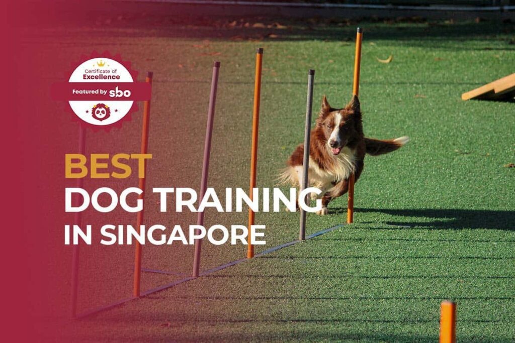 Affordable and Effective Dog Training in Singapore