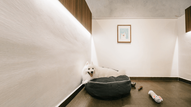 Affordable Dog Boarding in Singapore