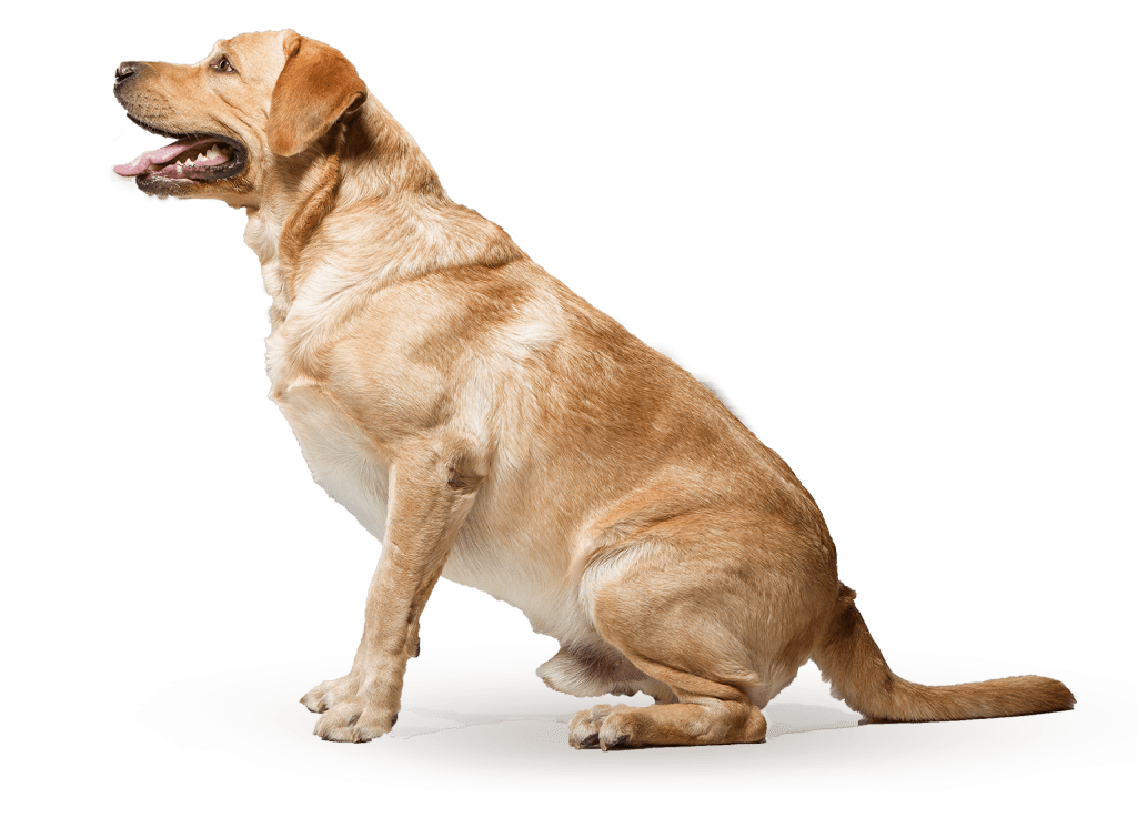 Affordable Dog Training Services in Singapore