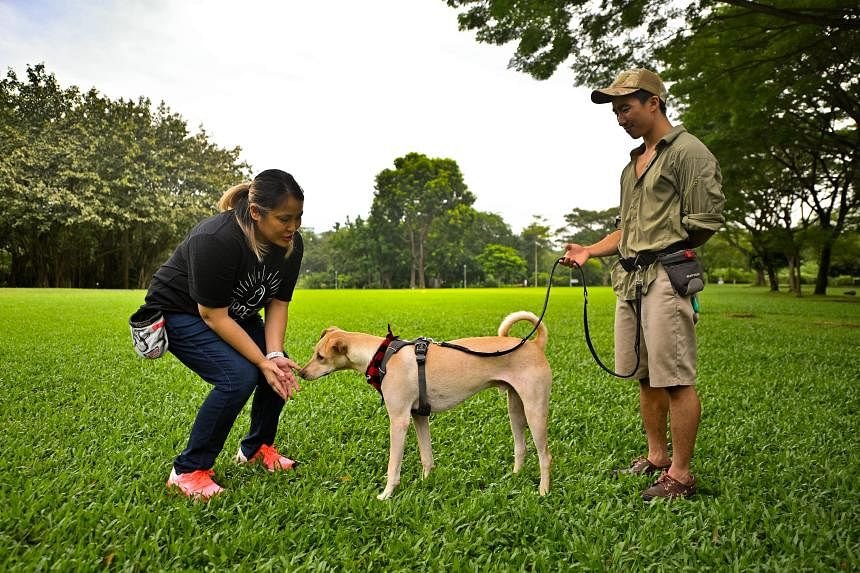 Become a Certified Dog Trainer in Singapore