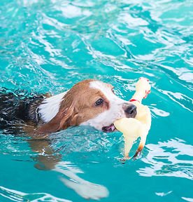 Benefits of Hydrotherapy for Dogs in Singapore