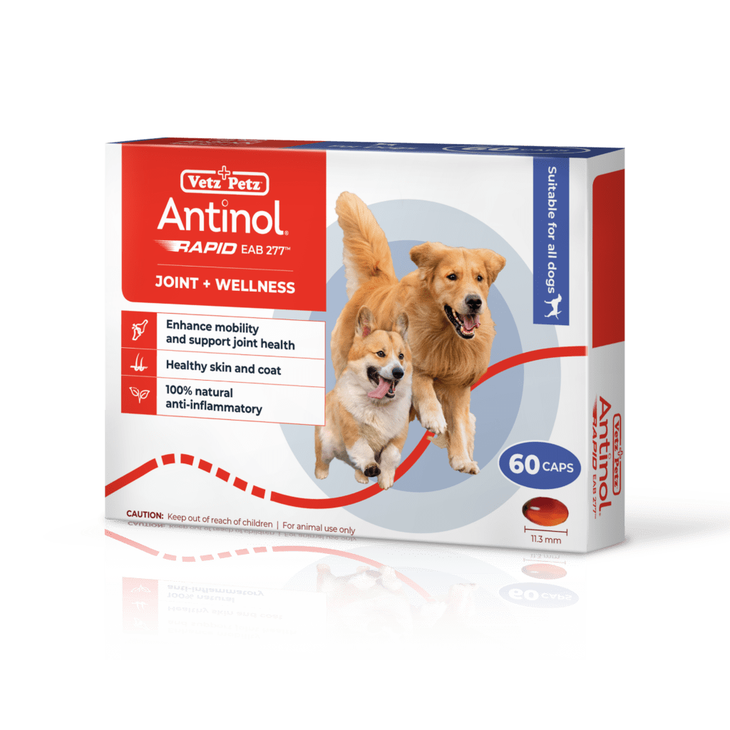 Benefits of Using Antinol for Dogs in Singapore