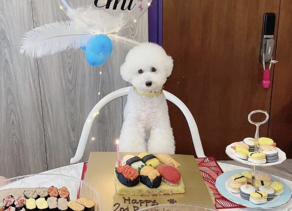 Best Dog Birthday Cake Shops in Singapore