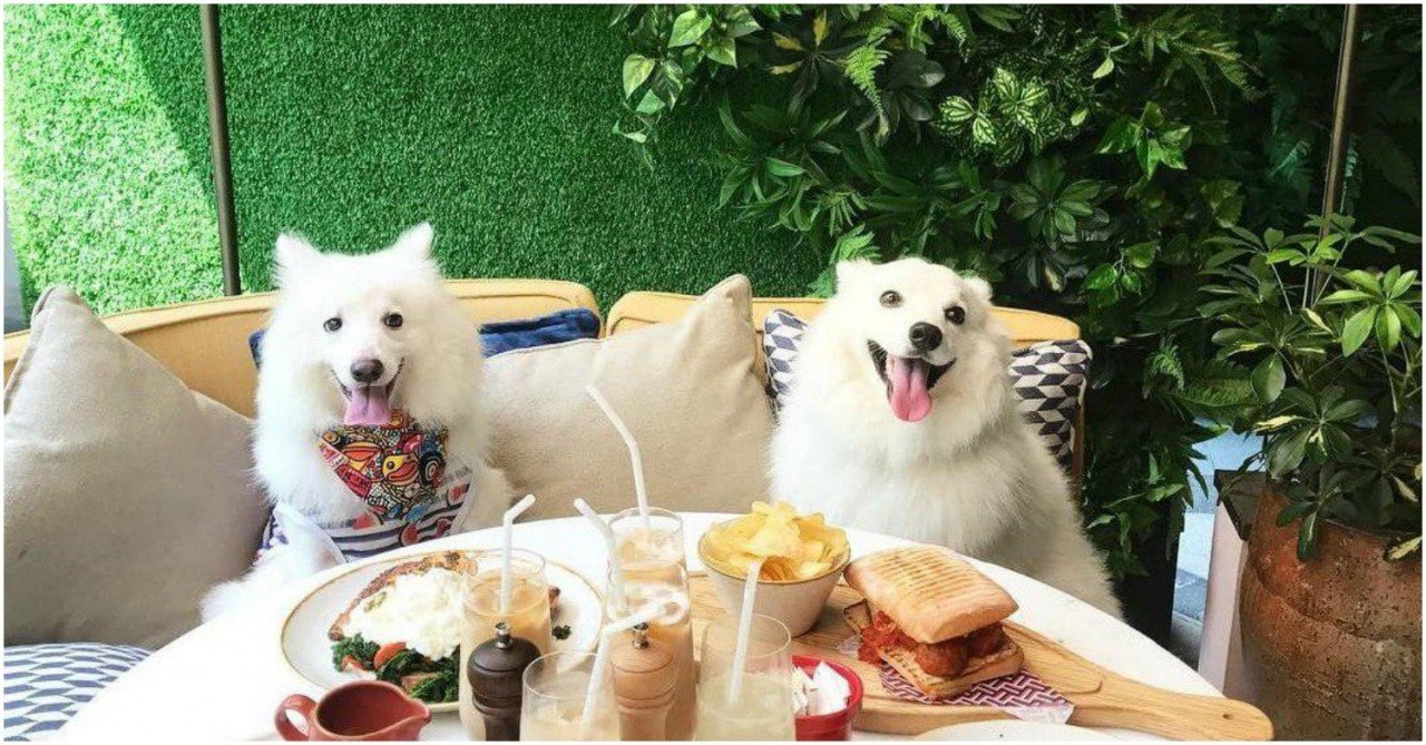 Best Dog Friendly Bars in Singapore