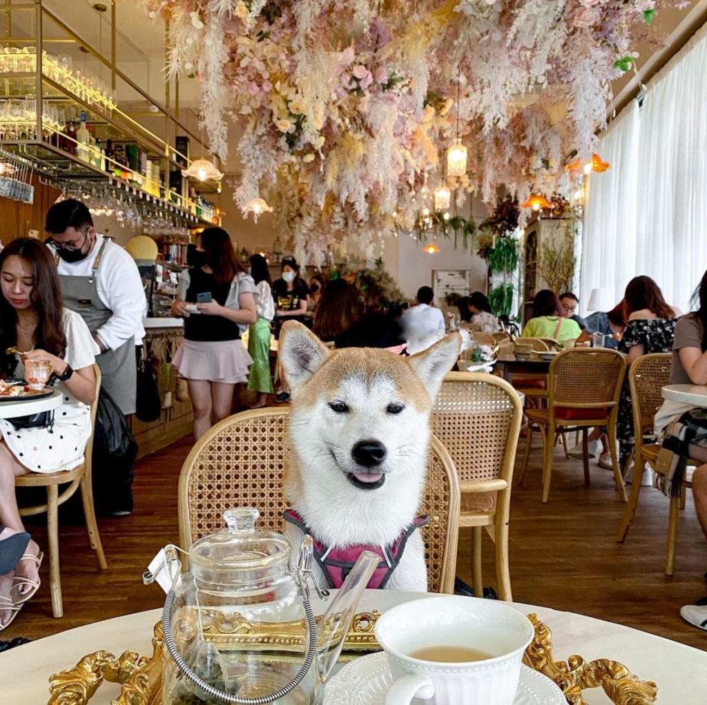 Best Dog Friendly Restaurants in Singapore