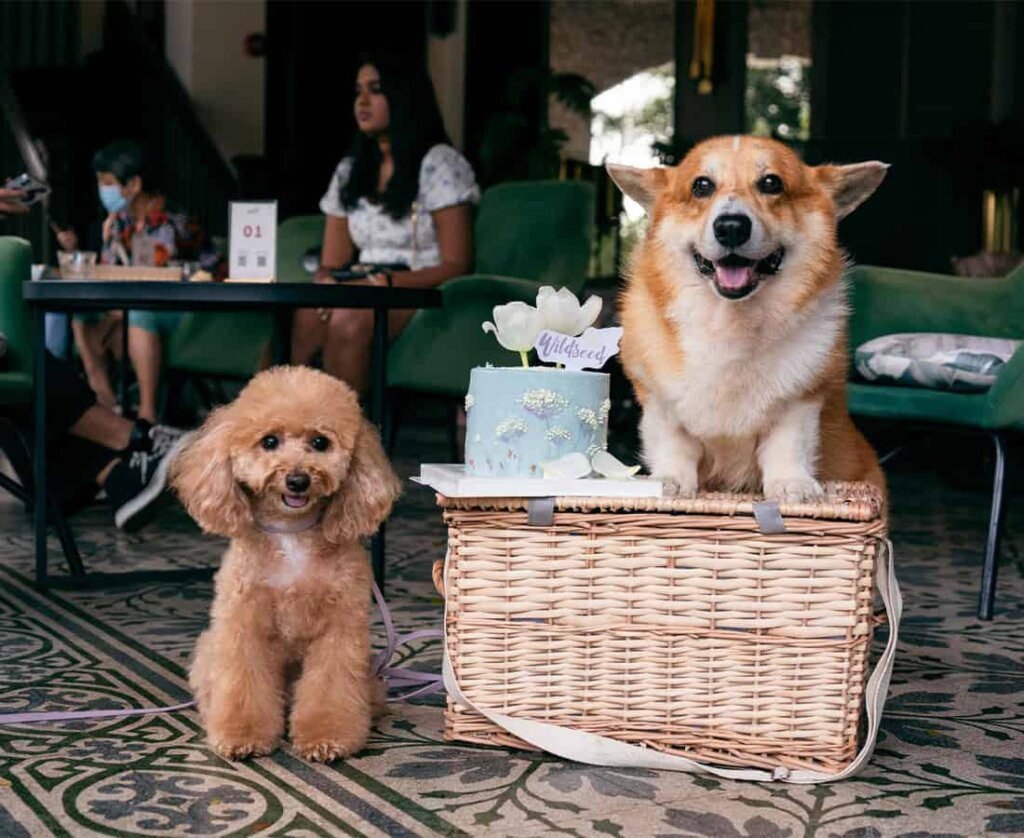 Best Dog Spots in Singapore