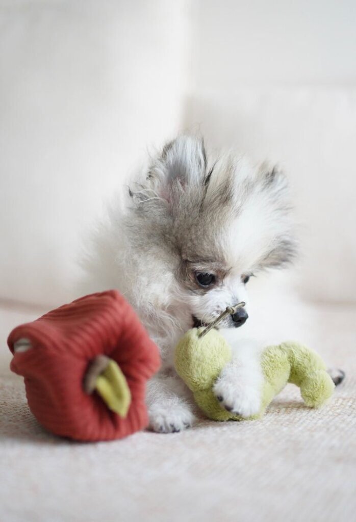 Best Places to Buy Dog Toys in Singapore