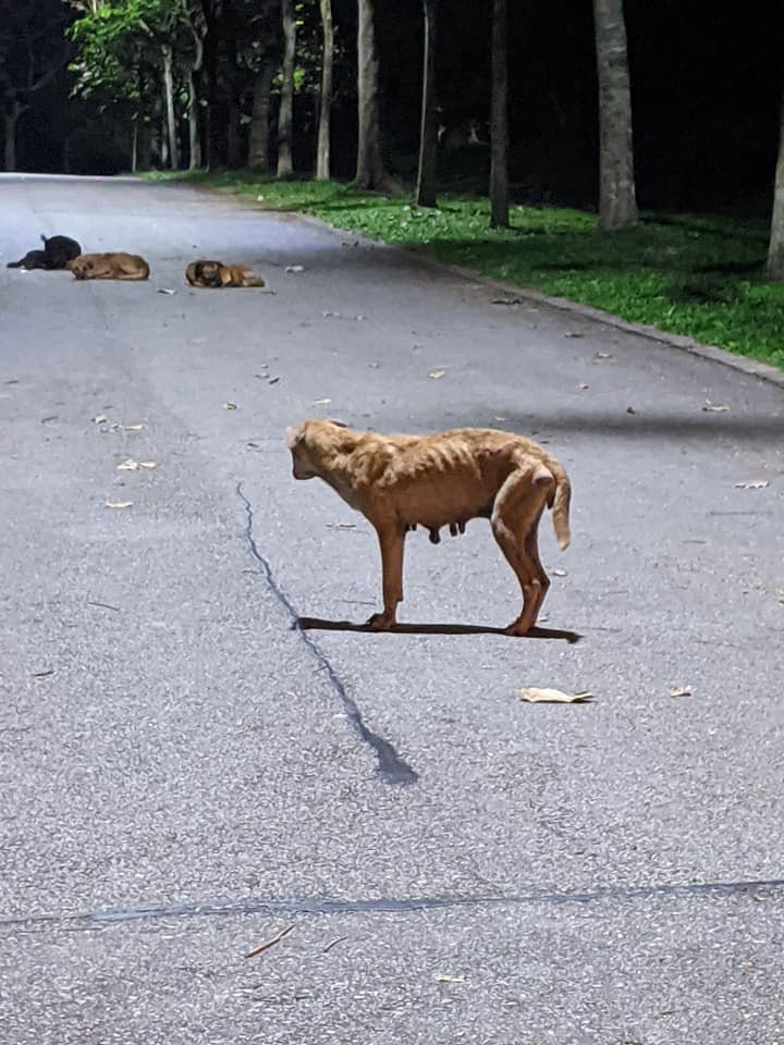 Best Places to Spot Stray Dogs in Singapore