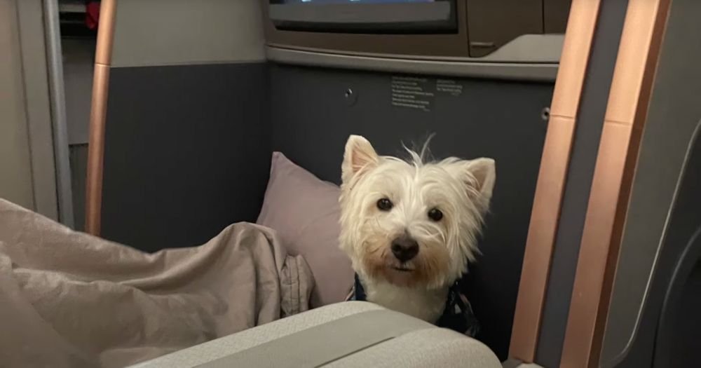 Can Emotional Support Dogs Fly with Singapore Airlines?