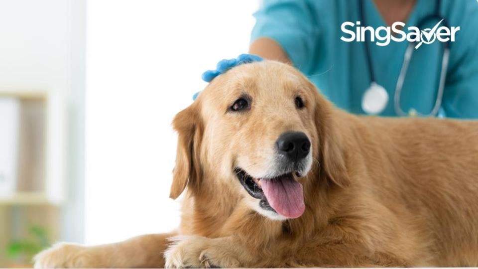Cost of Dog Sterilization in Singapore