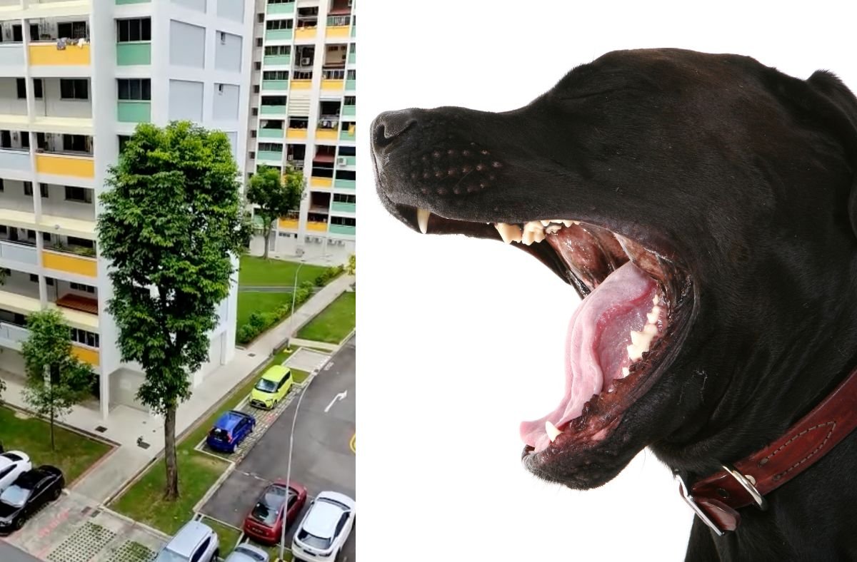 Dealing with a Barking Dog in Singapore