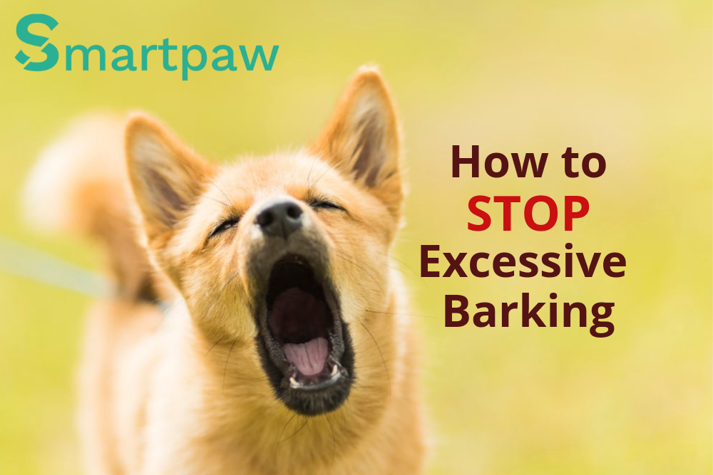 Dealing with a Barking Dog in Singapore - Smart Dog Daily