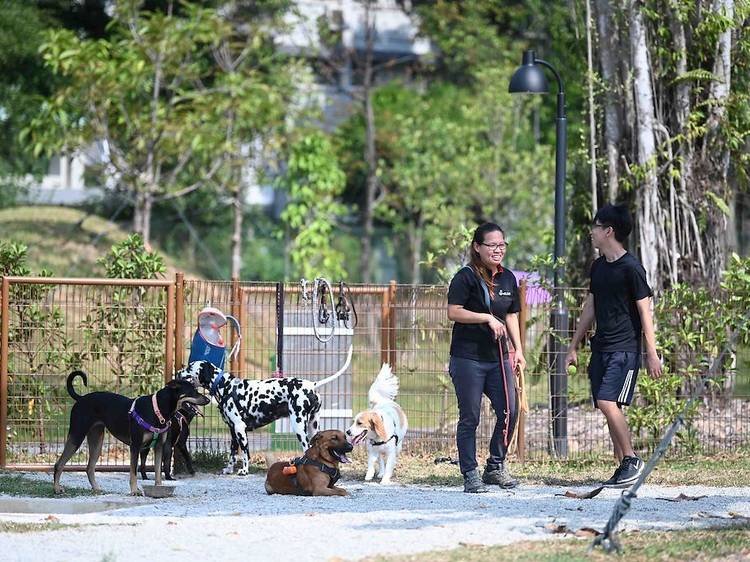 Discover the Best Dog-Friendly Parks in Singapore