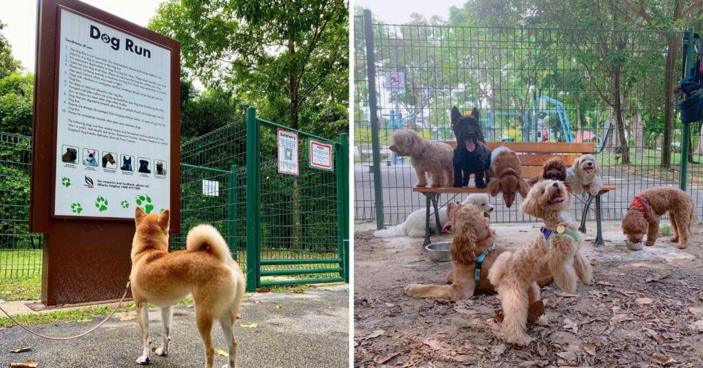 Discover the Best Dog-Friendly Parks in Singapore