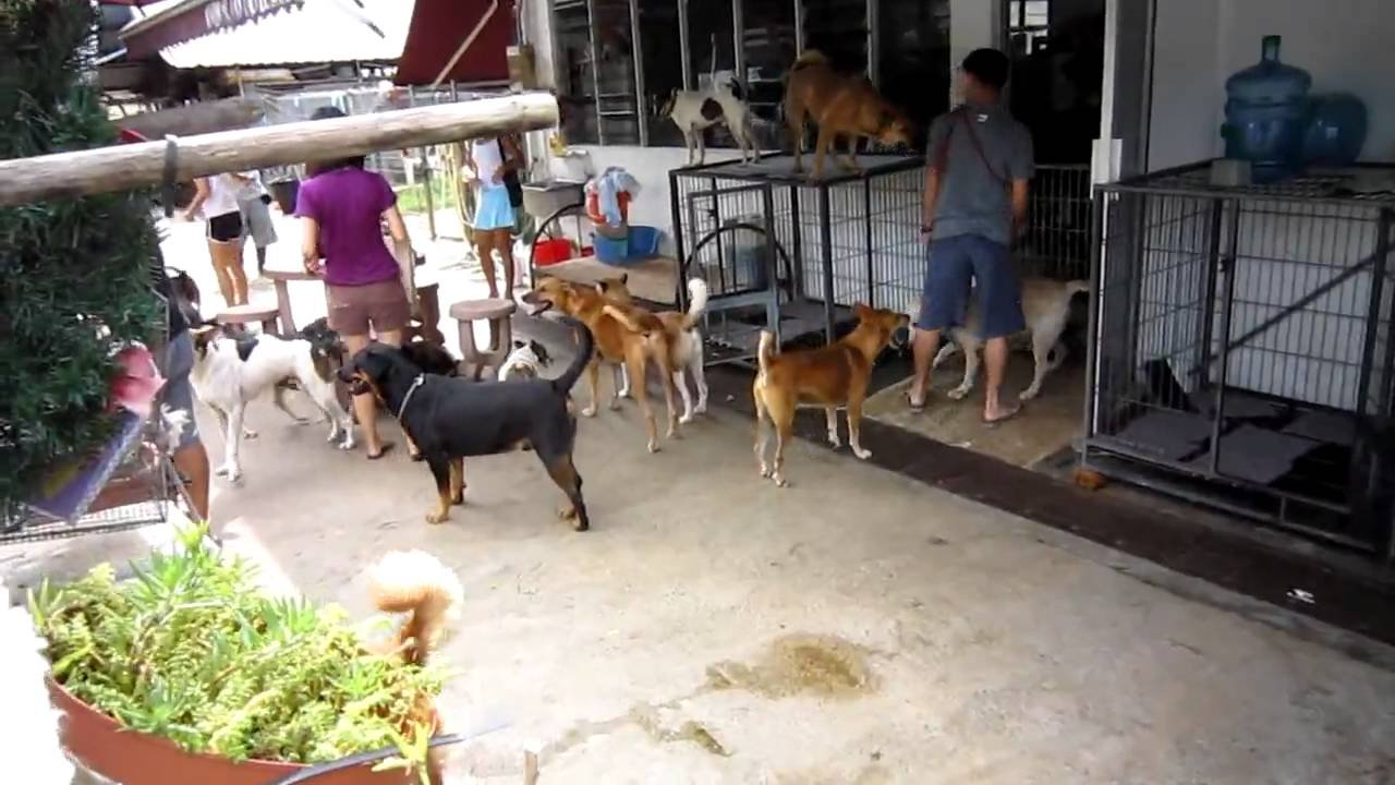 Discover the Charm of Pasir Ris Dog Farm in Singapore