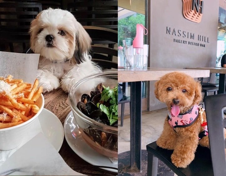 Discovering Dog-Friendly Cafes in Singapores West