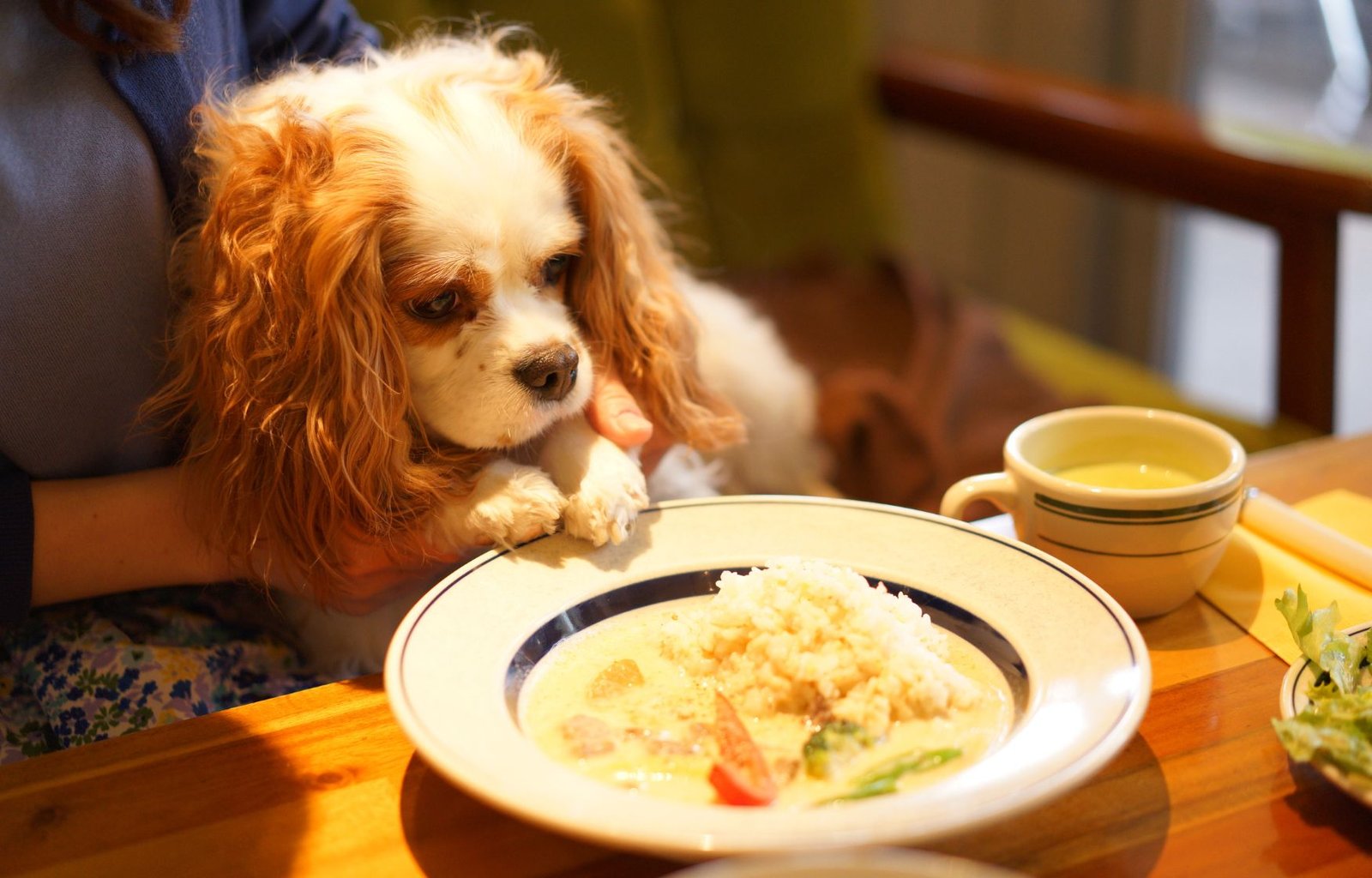 Discovering Dog-Friendly Cafes in Singapores West