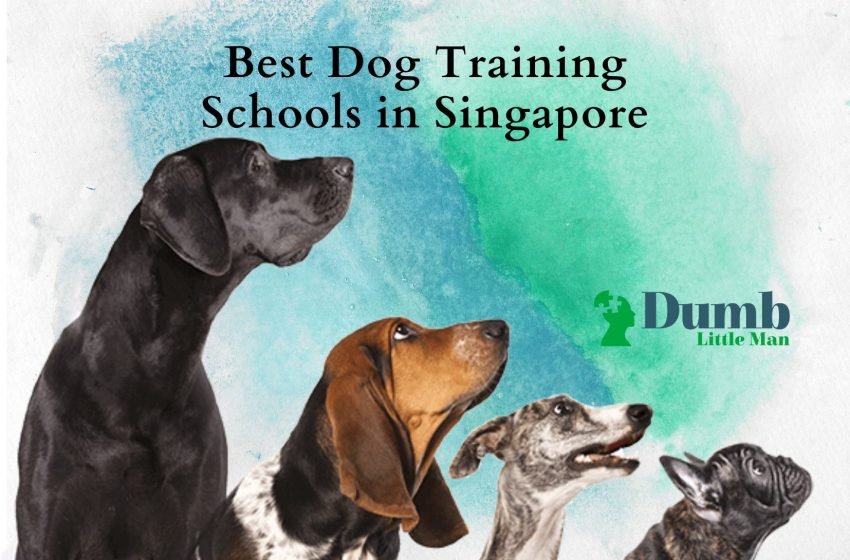 Effective Dog Training Techniques in Singapore