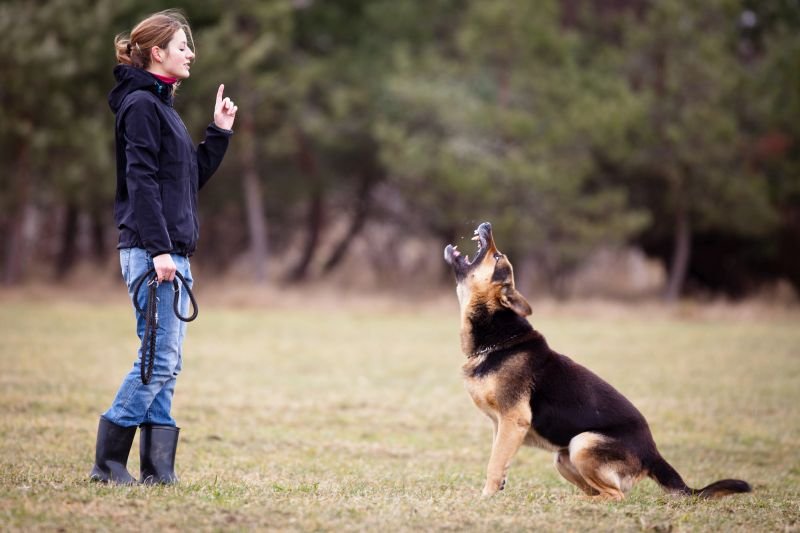 Effective Techniques for Dog Training to Overcome Aggression