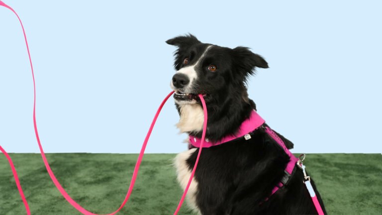 Effective Techniques for Long Dog Training Leads