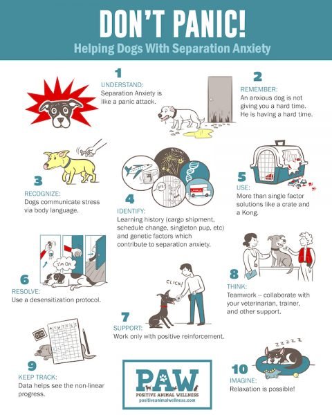 Effective Training Techniques for Dog Separation Anxiety