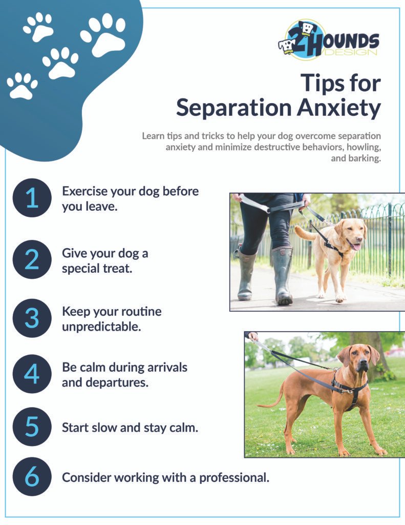 Effective Training Techniques for Dog Separation Anxiety