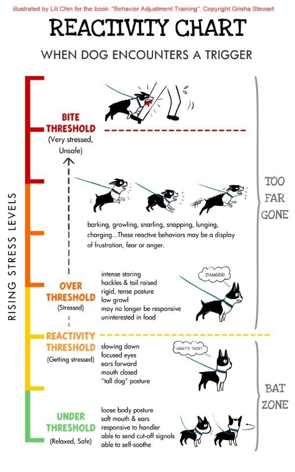Effective Training Techniques for Reactive Dogs