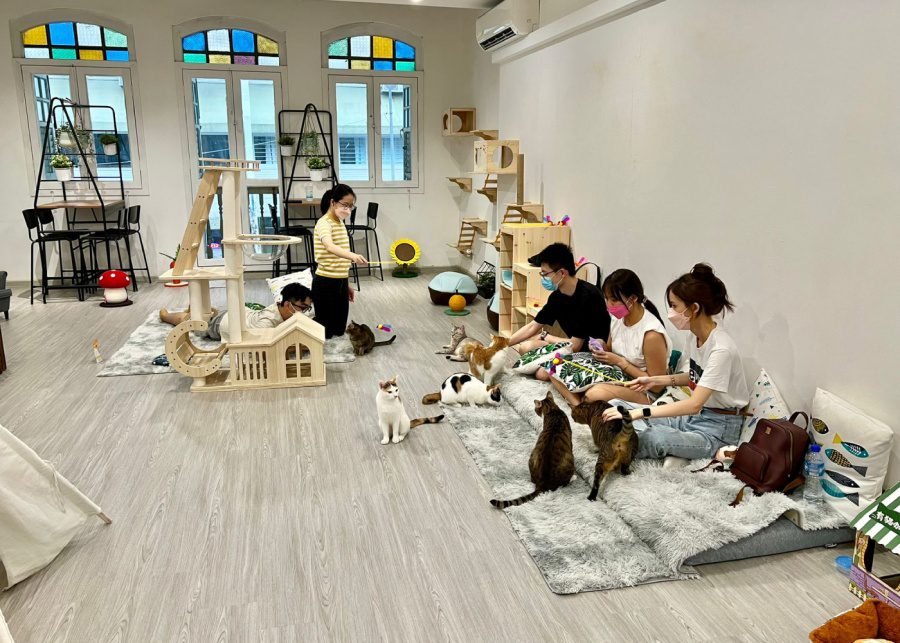 Experience the Ultimate Dog Lovers Paradise at a Singaporean Dog Cafe with Resident Dogs
