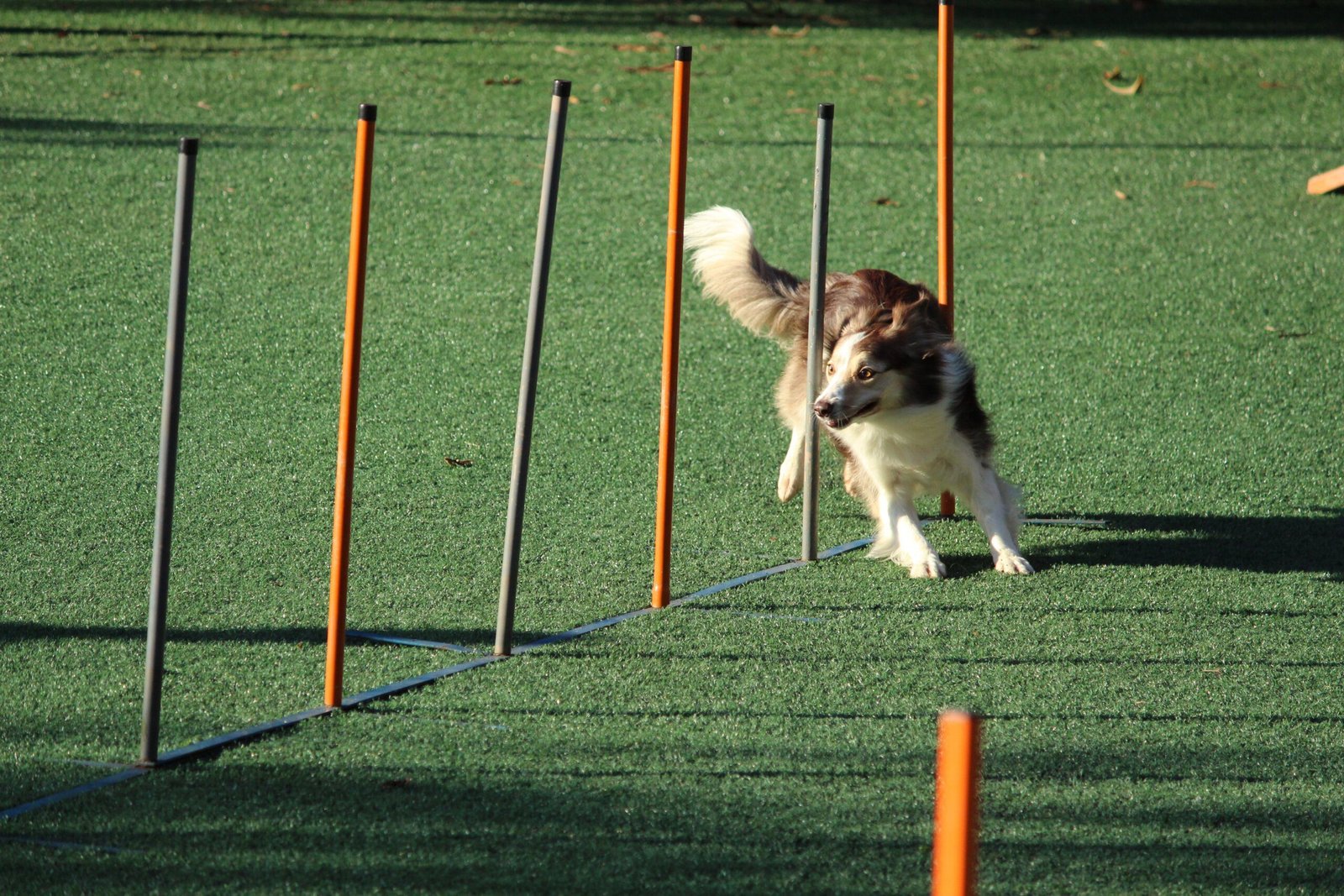 Find the Best Dog Obedience Class in Singapore