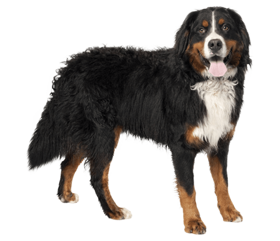 Find Your Perfect Bernese Mountain Dog in Singapore