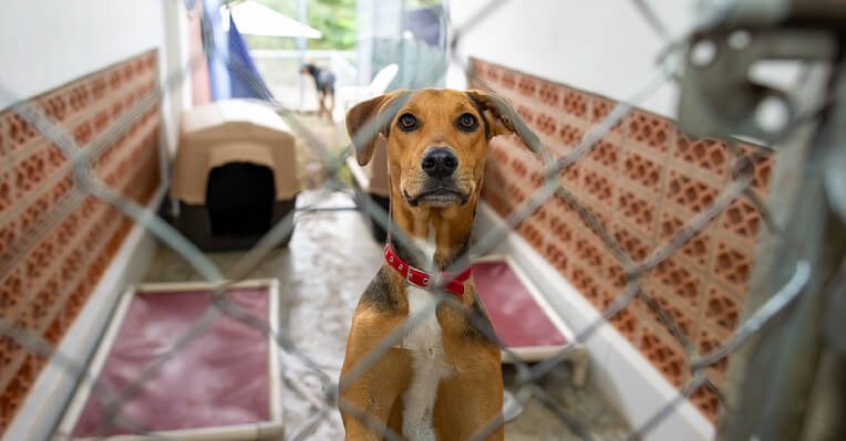 Finding Hope: A Journey of Dog Rescue in Singapore