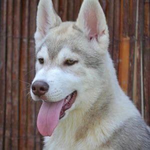 Finding the Perfect Husky Dog Breeders in Singapore
