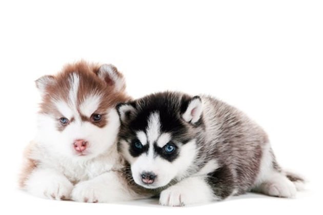 Finding the Perfect Husky Dog Breeders in Singapore