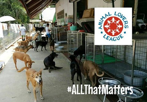 Give a Home to a Shelter Dog in Singapore