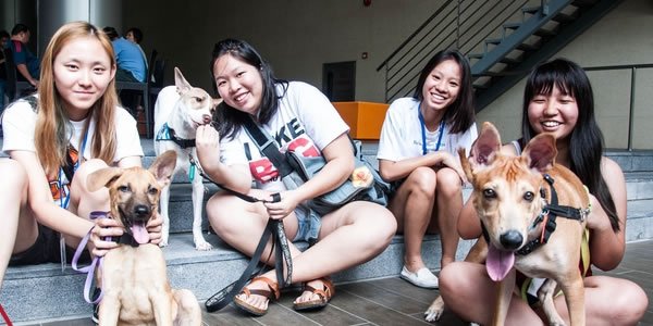 Give a Home to a Shelter Dog in Singapore