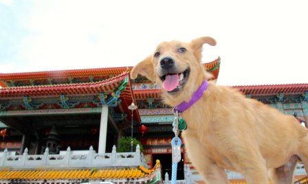 Guide to Buying a Dog from Malaysia to Singapore