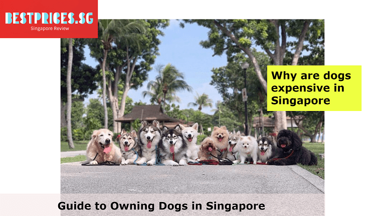 Guide to Dog Prices in Singapore