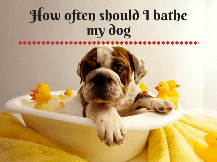 How often to bathe a dog in Singapore