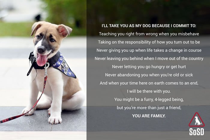How to Adopt a Dog in Singapore