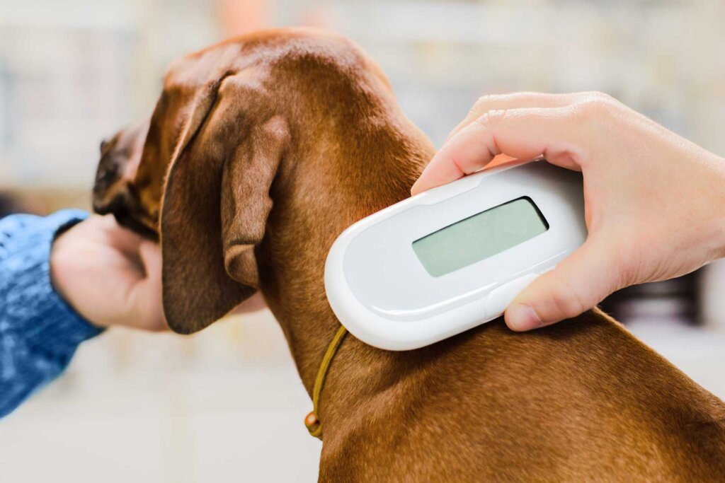 How to Check Your Dogs Microchip Details in Singapore