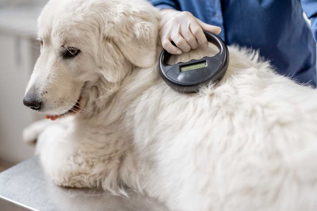 How to Check Your Dogs Microchip Details in Singapore