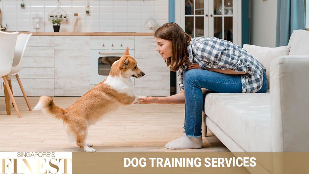 How to Minimize Dog Training Costs in Singapore