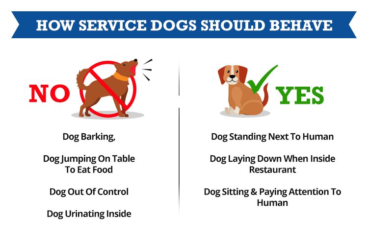 How to Train Your Dog to Become a Service Dog in Singapore